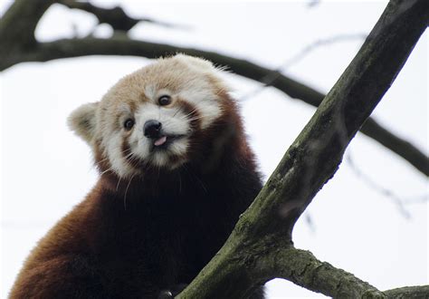 Red Panda Poking Tongue Out Photograph By Rachel Williams Fine Art