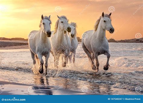 White Horses In Camargue France Stock Image Image Of Equine Ranch