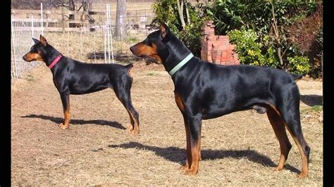 Dogs Breeds List - YouTube