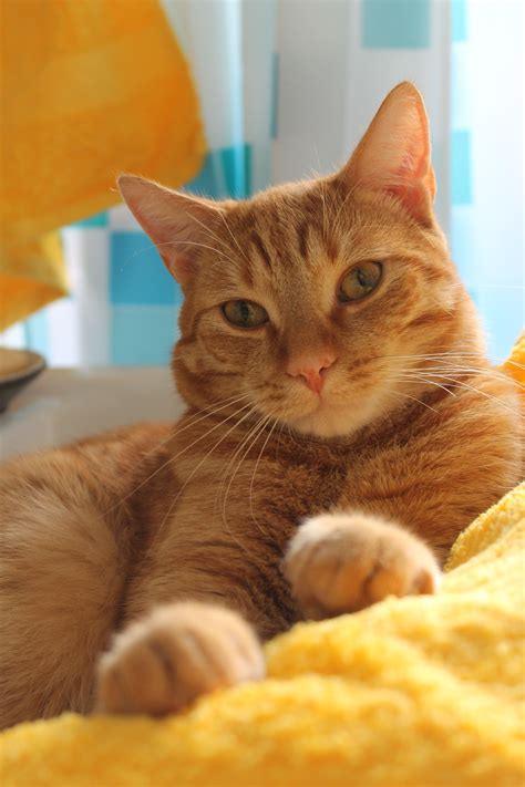 Tabby Cats Orange Yellow Towels Ginger Bee In 2020 Orange Tabby