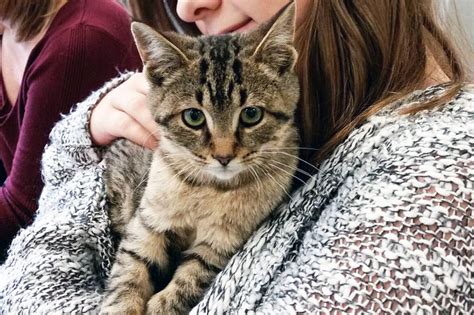 Toronto Is Looking For Volunteers To Cuddle With Cats And