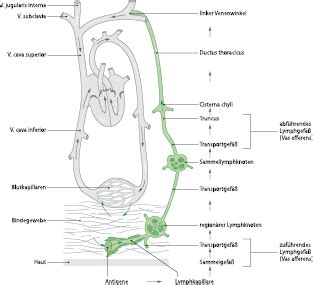 Lymph system des menschen anatomie. Lymphsystem und lymphatische Erkrankungen | SpringerLink