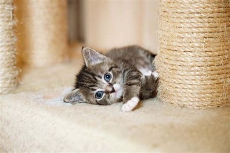 Great savings free delivery / collection on many items. Basic tips on how to keep a cat from scratching the carpet ...