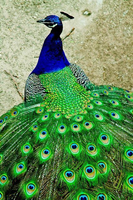Peacock Peacock Images Peacock Pictures Bird Pictures Pretty Birds
