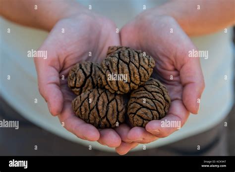 Hands Of Giants Hi Res Stock Photography And Images Alamy