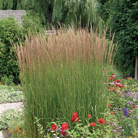 Karl Foersters Feather Reed Grass Green Foothills Nurseries