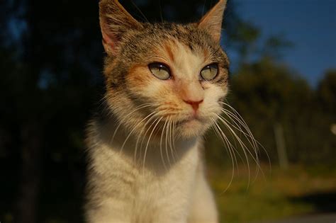 Feral Cat Coalition | Just another WordPress site