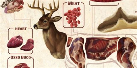 This Diagram Makes Butchering A Deer Much Easier ⋆ Outdoor Enthusiast