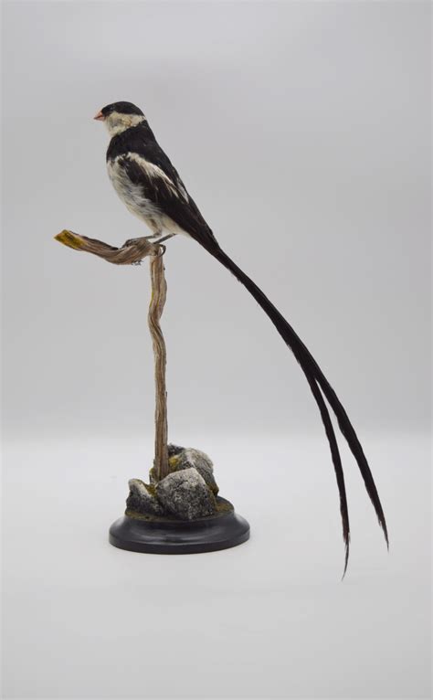Taxidermy Pin Tailed Whydah Bespoke Taxidermy