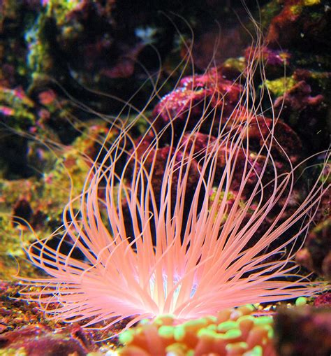 Pink Sea Anemone Photograph By Sander Kleynend
