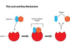 How do digestive enzymes work? – Chantilly Health