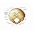 Occipital Bone Photograph By Asklepios Medical Atlas