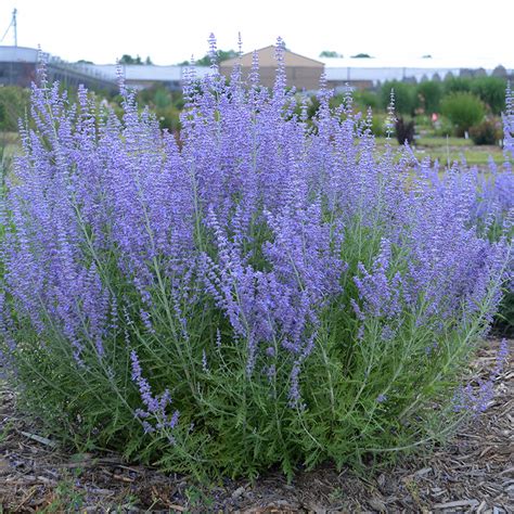 Blue Jean Baby Russian Sage Plant Addicts