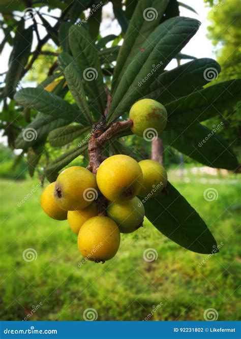 Yellow Loquat Stock Photo Image Of Fruit Green Leaf 92231802