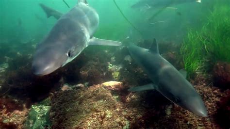 Researchers Unlock Mysteries Of Soupfin Shark Migration And Reproduction