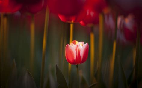 Focus Tulips Red Spring Nature Hd Desktop Wallpapers 4k Hd