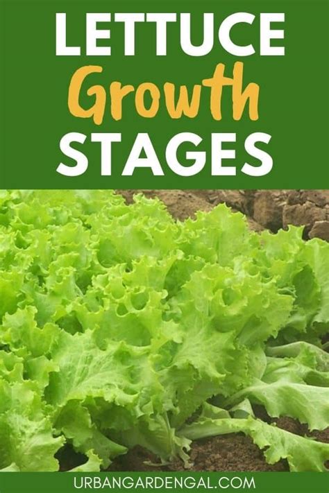 Lettuce Growth Stages Urban Garden Gal