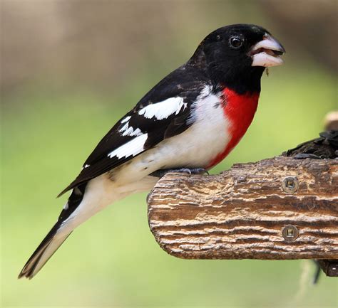 Male Grosbeak By Brian Masters On 500px Male Master Photo