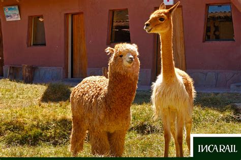 Found mostly in large herds in the high andean land of peru, ecuador and northern chile, the alpaca is tame though not used as a pack animal due to its small . The 10 most fascinating native animals of Peru | IncaRail