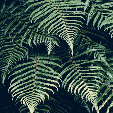 Nature Fern Green Leaf Ipad Wallpapers Free Download