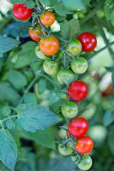 They are a popular variety of tomato around the world, and they can be found in a wide assortment of dishes from north. Fruiting-Cherry Tomato-H - Four Seasons Grower