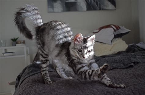 Dynamic Pose Rcats