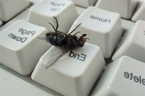 Evde Sinek Öldürmek Günah Mı? - Güncel Oku