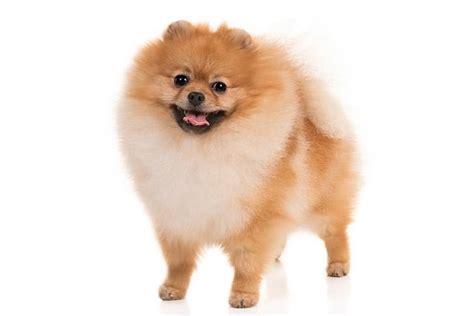 Smallest Dog Breeds List Of Top 10 Small Dogs In The