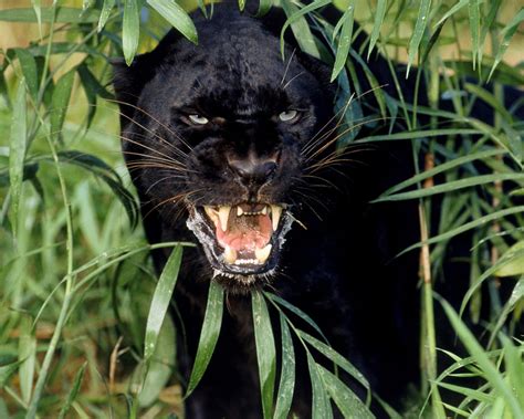Black Leopard Animal Fun Animals Wiki Videos Pictures