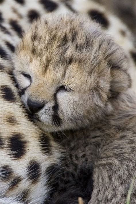 Sleepy Baby Cheetah Animals In General Pinterest Animales