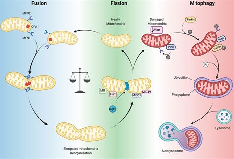 Frontiers Mitochondrial Function And Dysfunction In Dilated