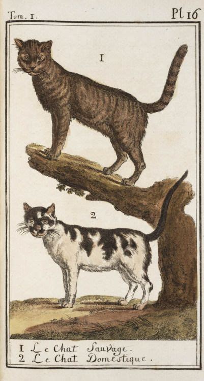 Wild and domesticated cats in Georges Buffon's... | Cats ...