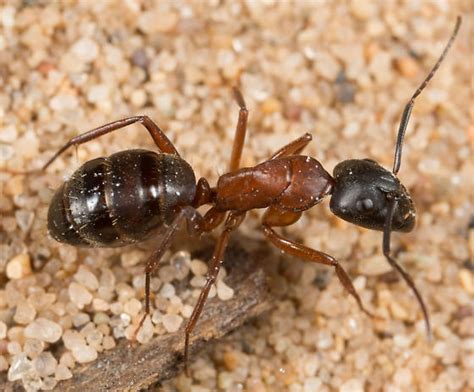 Click on your county, or check out all of our locations to find a procor professional near you. Pest Control Duncan BC | Pest Management & Exterminator ...