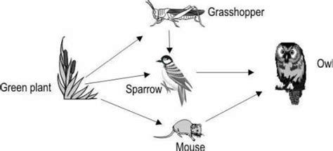 Here Is A Food Web Which Of These Correctly Describes What The Arrow