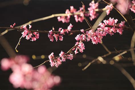 Moon valley nurseries offers a wide variety of trees and plants, some of which are only available in specific regions. Texas Redbud | Garden Style San Antonio
