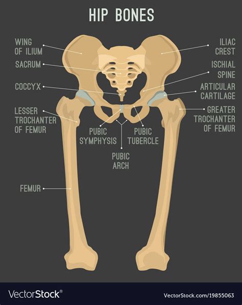 Hip And Leg Bone Diagram Hip And Thigh Bones Joints Muscles