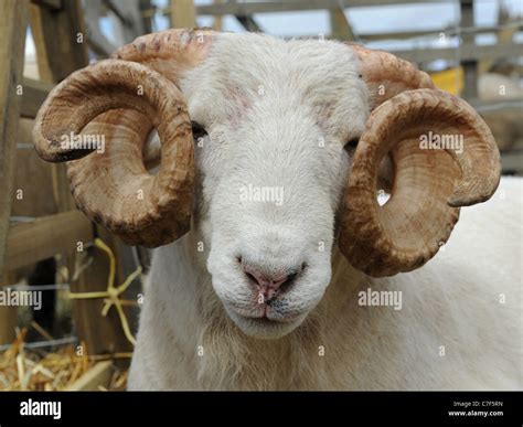 A Headshot Of An Adult Ram With Curly Horns Stock Photo Alamy