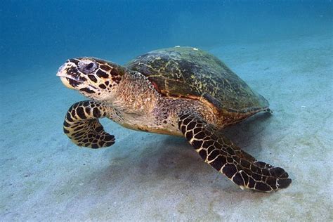 Hawksbill turtle facts for kids. Hawksbill Sea Turtle Facts and Pictures | Reptile Fact