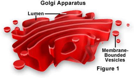 Check spelling or type a new query. Mitochondria and Golgi Apparatus - Organelles