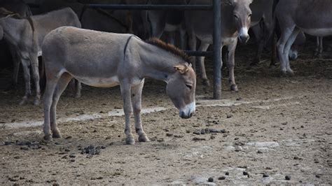 What Is Ejiao The Donkey Skin Trade Stop The Slaughter