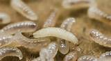 Photos of Pictures Of Termite Larvae