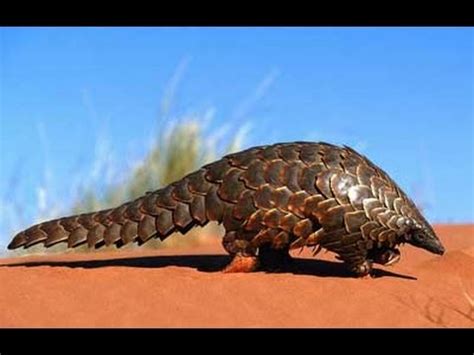 Though many think of them as reptiles, pangolins are actually mammals. Mundo Animal, Pangolim. - YouTube