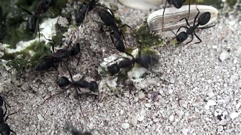 Earlier today the food products marketer was downgraded to neutral. Huge Black Carpenter Ants Are Gathering Food (bird ...