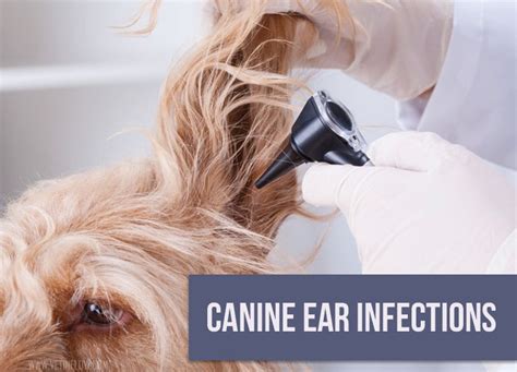 Canine Ear Infections The Pet Professionals