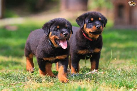 Pic ben stevens 13.10.09 © wales news service wales news service ltd. Rottweiler Dog Breed | Facts, Highlights & Buying Advice ...