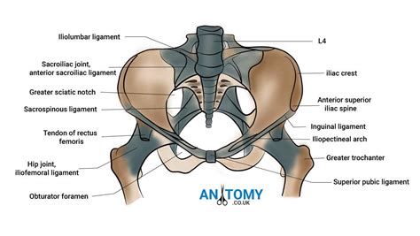 Video demonstration of pelvic ligaments. Pelvis Structure and Function with Pictures