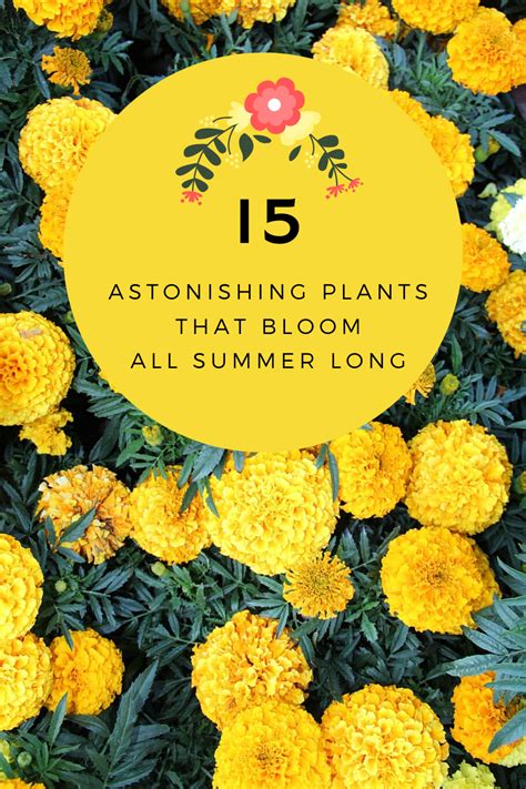 15 Astonishing Plants That Bloom All Summer Long