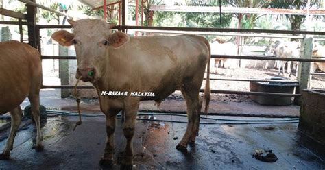 Sebelum memulai usaha peternakan kambing pe, sebaiknya peternak harus menanam rumput dan leguminosa. Pembekal Lembu dan Kambing Muslim: Ladang Ternakan di ...