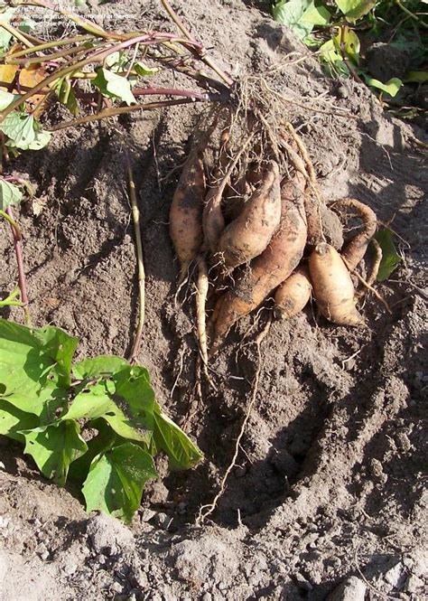 Plantfiles Pictures Sweet Potato Jewel Ipomoea Batatas By Farmerdill
