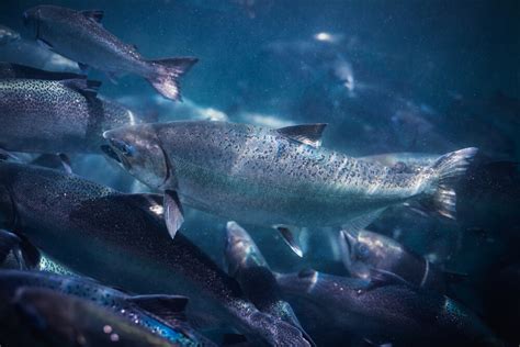 Our Salmon New Zealand King Salmon